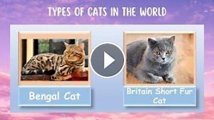 Types Of Cats In The World