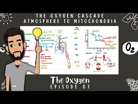 Oxygen Cascade- Basic Concept: THE OXYGEN: Episode 01