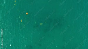 Drone video of schooling cownose mobula rays swimming in the sea of cortez at Cabo Pulmo National Park in Baja California Sur, Mexico