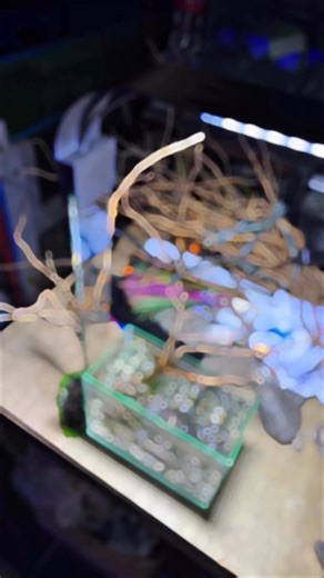 AQŪA HUB on Instagram: "AQŪA HUB Bulusan Betta, also called Siamese Fighting Fish, is a popular freshwater aquarium fish known for its bright colors and flowing fins. 🔹 Basic Info • Scientific name: Betta splendens • Lifespan: 3–5 years (can be longer with good care) • Origin: Thailand, Cambodia, Vietnam • Temperament: Territorial (especially males) 🎨 Types & Colors • Fin types: Halfmoon, Crowntail, Plakat, Veiltail, Double tail • Colors: Red, blue, green, white, black, koi, marble, galaxy 🍽