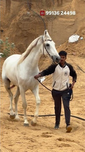 Not all Majhuke Stallions are Aggressive, says Mr Dave at Pushkar Mela 2025