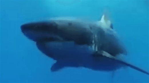 Great white sighting 4 miles off Dauphin Island highlights Gulf Coast as top fishing spot