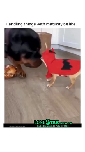 @earthspctr on Instagram: "Small dogs often seem louder and more aggressive not because they’re truly mean, but because their size shapes their behavior. Many develop “fear-based reactivity” — they bark or snap to protect themselves when they feel vulnerable. Owners also tend to overlook training with tiny breeds, allowing behaviors that wouldn’t be tolerated in larger dogs. On top of that, some small breeds were originally bred as alert dogs, so constant barking and quick reactions are part of 