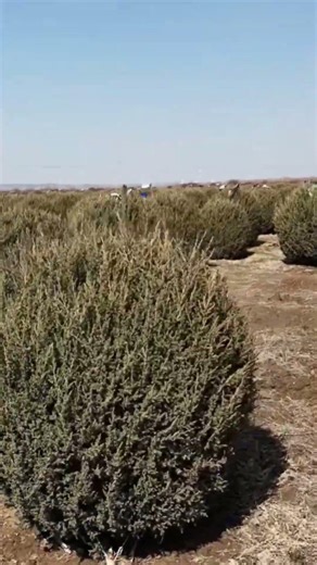 Agricultural Tree Protection Technique