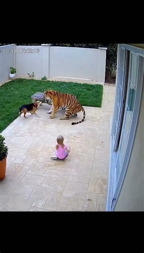 Dog Saving Girl From Astray Tiger #animals #hero #amazinganimals