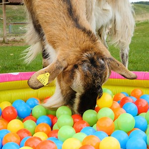 Genius Ideas for Feeding Farm Animals | Bored Panda