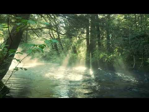 Seattle Forest Rain 🌲🌧️ | 1 Hour 4K Ambient + Nature Sounds