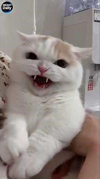 Funny cats!🤣🤣/Смешные котики🤣🤣88