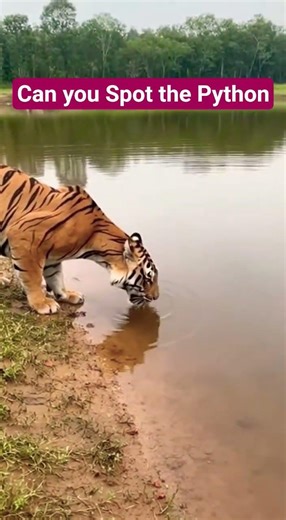 Tiger vs Python Part 02 — Caught on Camera at the Water’s Edge Atlanta #shorts TigerVsPython #Tiger