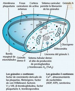 Las células sanguíneas (II): Plaquetas, Eritrocitos, Monocitos y Macrófagos
