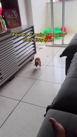 Tranquilidade Furiosa: Mini Pinscher Arrasa com Personalidade Única