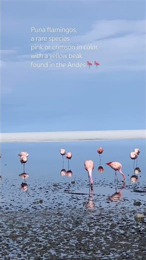 Puna flamingos, a rare species pink or crimson in color, with a yellow beak found in the Andes🦩🦩