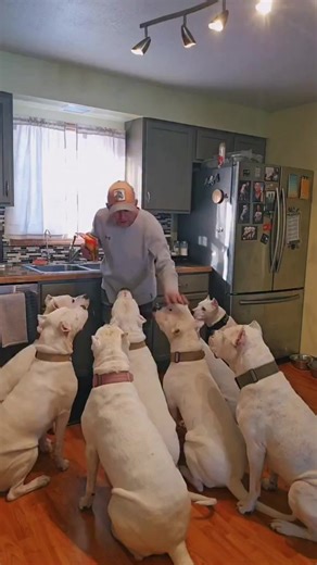 Lanny Akridge | This is the Dogo Argentino a breed that hunts wild boar and cougars it's a hunting breed that has been around since 1928 started by two... | Instagram