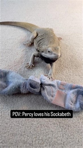 Hopping into the Springtime fever 🦎 (or is it technically year-round for Percy?) #percy #new #pets