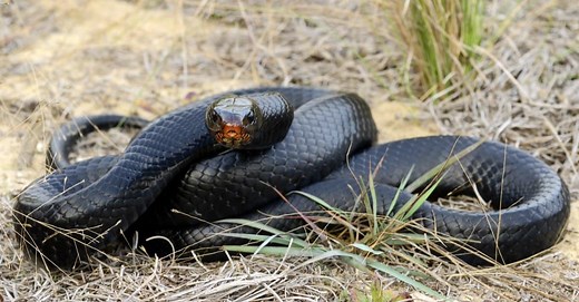 10 Black Snakes in Georgia