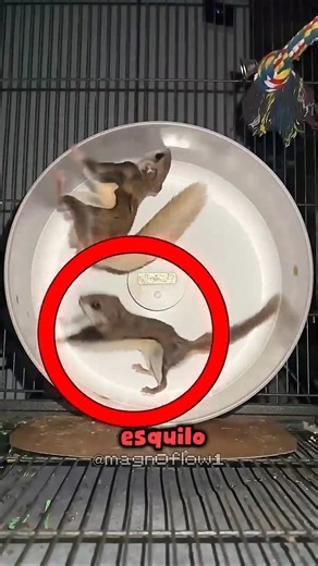 😳 He Didn’t Know How to Run… OR DID HE? 🐿️ #curiosities #interesting