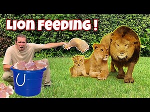 FEEDING the LION PRIDE ! NEW BORN CUB ?!