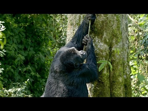 Silverback Gorilla Climbing Fail | Gorilla Family and Me | BBC Earth