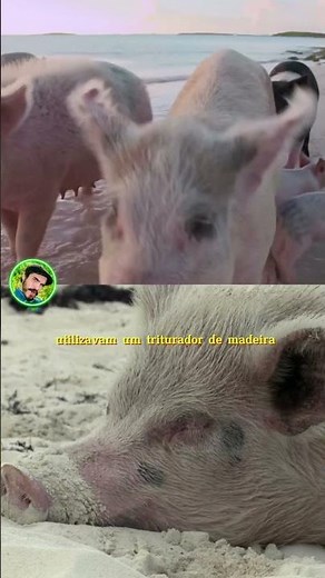 Pigs eat people