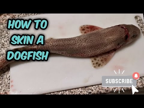 How to Prepare and Skin a Dogfish