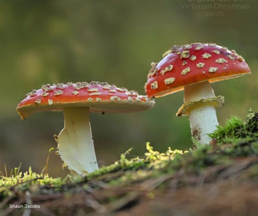 Our September species of the month is the iconic fly agaric 🍄 Found in light soil on heathland and woodland, you can spot this wonderful species between September and November. The fly agaric earns it's name from the ibotenic acid present which attracts flies, but is also deadly to them 🪰 | Suffolk Wildlife Trust