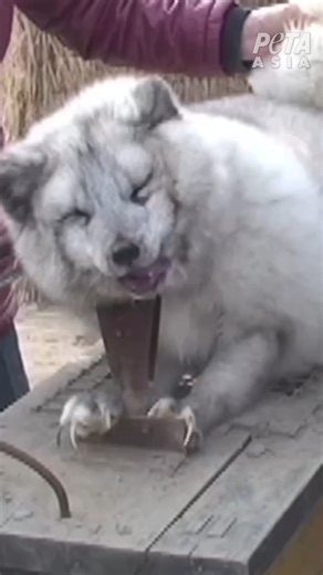 These arctic foxes were bred to be so overweight that their legs were too weak to support their bodies. Humans shattered their health for the sake of profiting from their fur. Wearing fur isn’t fashionable, it’s a symbol of torture. | PETA (People for the Ethical Treatment of Animals)