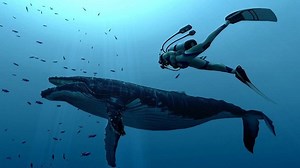 Test Endless Ocean 2