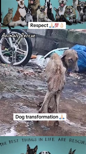 Inspiring Dog Rescue Transformations