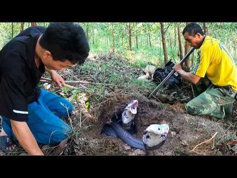 A rare and extremely venomous snake species, 100 of years old, has been discovered in the jungle