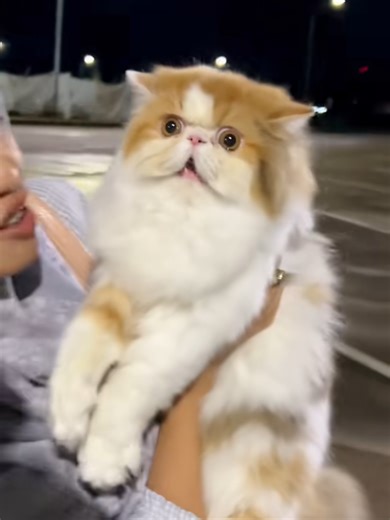 Gak kerasa udah setahun ya mbak, Bitsy nya disana ☺@andiniweddingsurabaya @kucinggarongg02 #padahariini #rehome #rehomekucing #kucingpersia