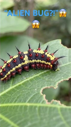 🐛 “This Alien Caterpillar Looks Unreal! 😱🇺🇸 #Shorts”