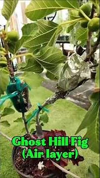 How I Air Layer My Fig Tree Successfully | Keep Sphagnum Moss MOIST for Roots!
