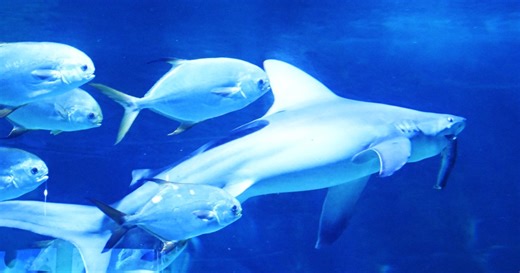 Lurking in Total Darkness: Meet the 5 Wildest New Creatures Ever Found in the Deep Sea