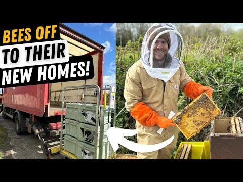 Bees Heading Off To Their New Homes. How To Prepare Bees For Shipping.