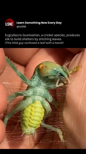 @LeSNE on Instagram: "@LeSNE(2424)...Just a chill guy making shelter! Video credits: graylemur2/ Reddit . *Follow to Learn Everyday* @learn_something_new_every_day_ @learn_something_new_every_day_ @learn_something_new_every_day_ *Share if You Love to Learn* . #cricket #animals #wildlife #science #learn_something_new_everyday_ #learn_something_new_every_day_"