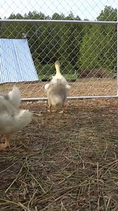 Goslings Got A Treat! #reels #goslings #farmlife #gosling #birds | Gold Shaw Farm