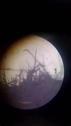 edge of a paper in a microscope