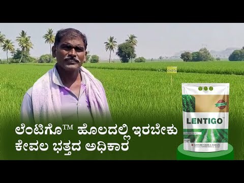 ಲೆಂಟಿಗೊ™ - ಹೊಲದಲ್ಲಿ ಇರಬೇಕು ಕೇವಲ ಭತ್ತದ ಅಧಿಕಾರ #lentigo #paddy #crop (Lentigo in paddy kannada)