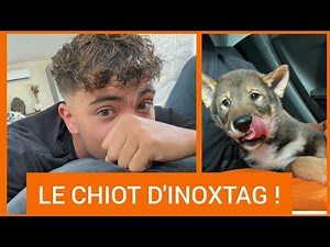 INOXTAG STRESSÉ, RÉCUPÈRE ENFIN SON CHIEN ACE !