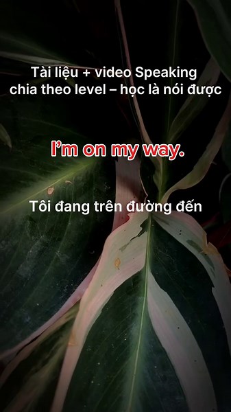 Học Tiếng Anh Giao Tiếp Theo Level Hiệu Quả