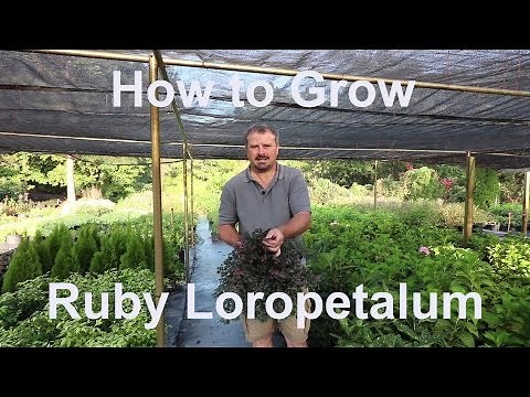 How to grow Ruby Loropetalum (Chinese Fringe Flower) with detailed description