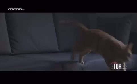 Ο ΜΙΧΑΛΗΣ ΛΕΒΕΝΤΟΓΙΑΝΝΗΣ ΜΙΛΑΕΙ ΓΙΑ ΤΗΝ ΑΓΑΠΗ ΤΟΥ ΓΙΑ ΤΑ ΖΩΑ. ❤️ #mixalisleventogiannis #leventogiannis #marha #marthalambiri #dimitrismarketos #annaroditi #mrandmrsmarketou #marketopaida #zeugosmarketou #marketopaida ##mrandmrsmarketou #annadimitris #ζευγοςμαρκετου #ανναδημητρης #παγιδευμενοι #ανναδημητρης #ant1 #μπεςφοργιου #ANNARODITI #λεβέντης #λεβεντογιαννης #pagidevmenoi #DimAnna #actives #μπεςφοργιου #foryou #mpesfypgamw #fyyyyyyyyyyyyyyyy #fyppppppppppppppppppppppp #viraltiktok