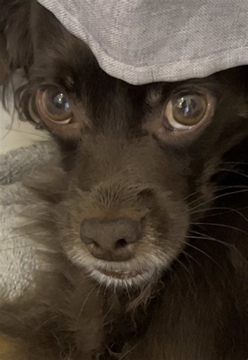 FawnWinters on TikTok