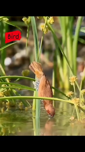 85K views · 2.5K reactions | Beautiful nature bird  #memes #digitalcreator #birdphotography #naturelovers #animalcare #sticker #support #animation #freedom #Halloween | Bird | Facebook