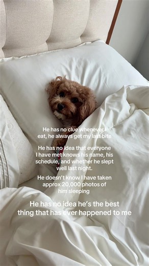 Cavapoo Love: My Biggest Heartbreak and Joy