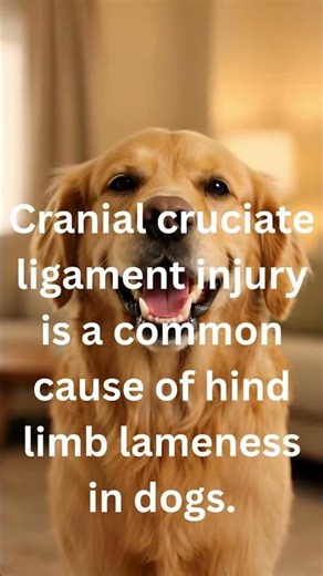 Your dog is limping Should you wait or act