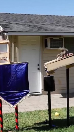 31 reactions · 37 shares | Ninja Warrior Squirrel Backyard Obstacle Course | Mark Rober | Facebook