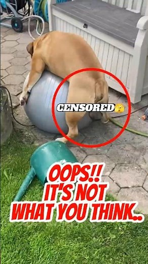 Dog Humping Explained 😳 #dogbehavior #dogtraining #petcare