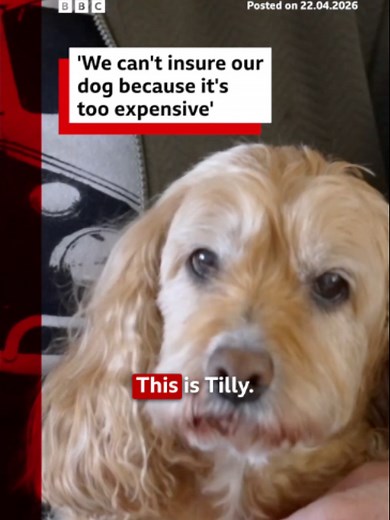 Pet insurance complaints made to BBC Your Voice include general rising costs, renewals going up after claims are made, premiums rising as pets get older and owners not getting the cover they expected. #PetInsurance #PetCare #PetTok #DogTok #BBCNews