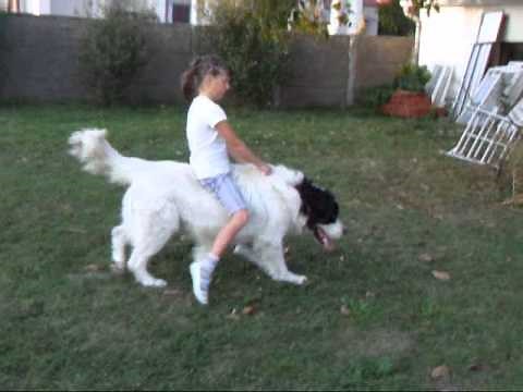 dog riding 2009